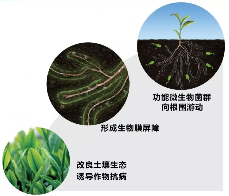 土壤微形态与土壤生态修复 从微观视野到生态重建