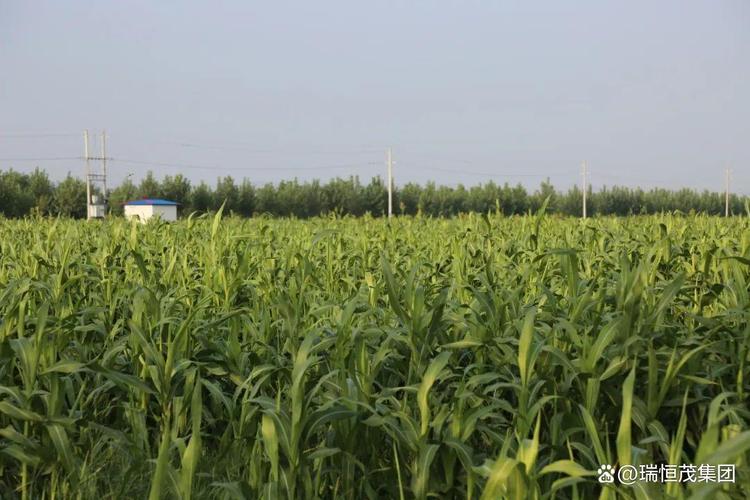 芦竹经济“双引擎” 激活土壤改良修复与生态价值转化新动能